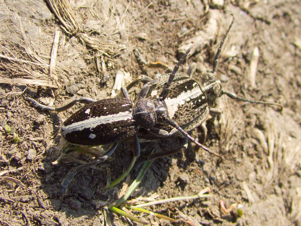 Coleoptera Linnaeus, 1758
